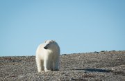 カナダ高緯度北極圏探検クルーズ12日間