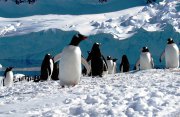 南極探検クルーズ12日間　