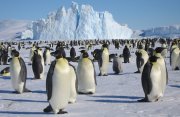 コウテイペンギンの営巣地と南極点への旅9日間