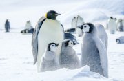コウテイペンギン探索：ウェッデル海探検クルーズ11日間