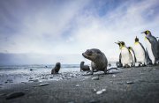 フォークランド諸島、サウスジョージア島と南極探検クルーズ19日間