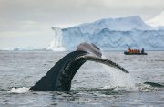 クジラ&アザラシ世界：南極探検クルーズ11日間　