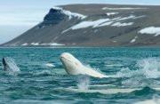 ベルーガと出会うカナダ北極圏の旅10日間