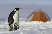 コウテイペンギン営巣地と南極点到達の旅9日間