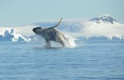 ホエールウォッチング:南極探検クルーズ11日間