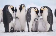 コウテイペンギン探索:スノーヒル島探検クルーズ14日間