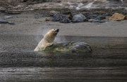 北極圏：スヴァールバル諸島探検クルーズ8日間