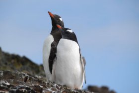 感動の南極と南極圏クルーズ