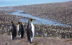 フォークランド諸島とサウスジョージア島、南極クルーズ