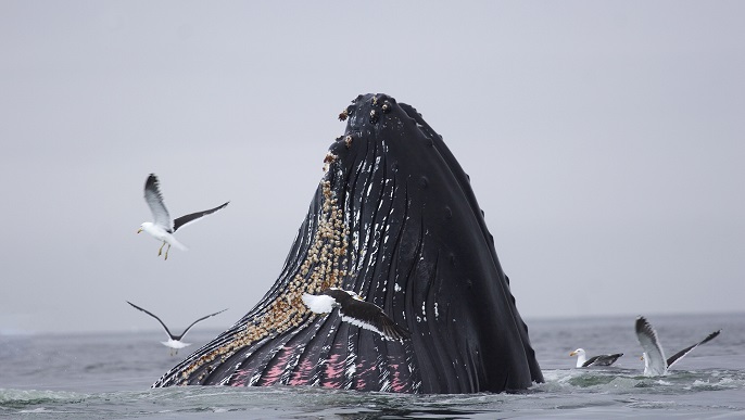 ザトウクジラ／北極観光