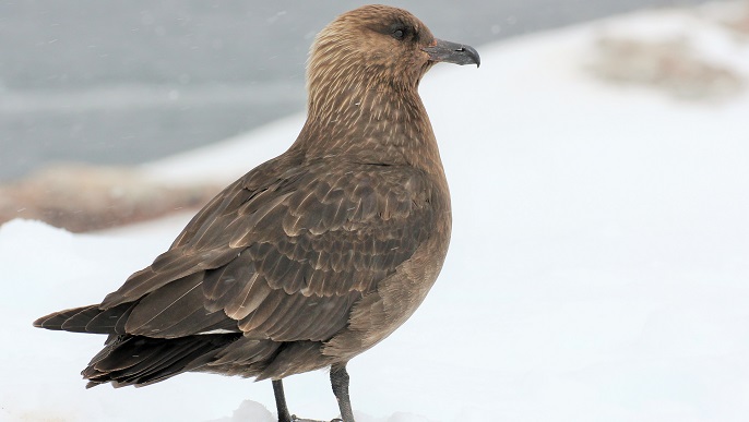 トウゾクカモメ/南極クルーズ