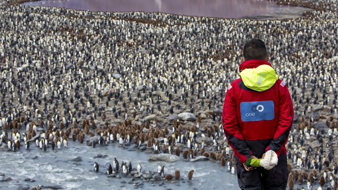 キングペンギンの営巣地／南極観光＆南極クルーズ