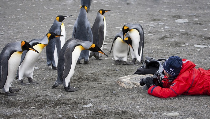キングペンギン／南極観光＆南極クルーズ