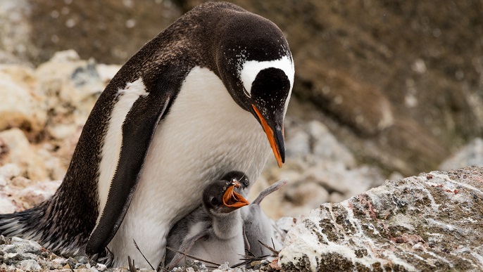 ゼンツーペンギン/南極クルーズ