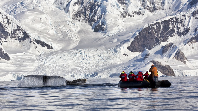 ザトウクジラ/南極クルーズ