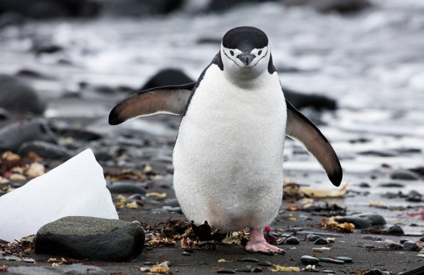 ヒゲペンギン／南極観光＆南極旅行