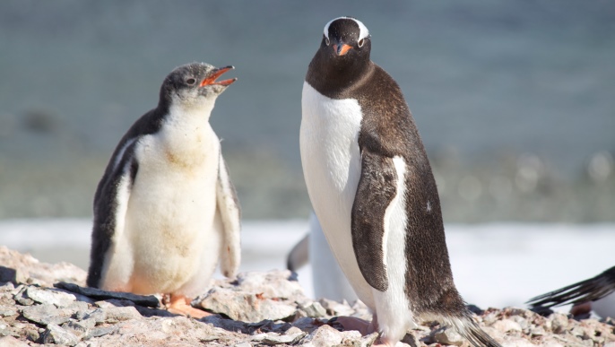 ゼンツーペンギン／南極旅行＆南極観光