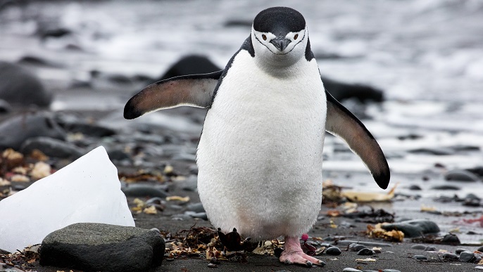 ヒゲペンギン／南極クルーズ