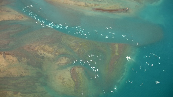 上空から撮影したベルーガ／北極観光