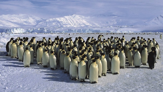 コウテイペンギンの営巣地／南極観光＆南極旅行
