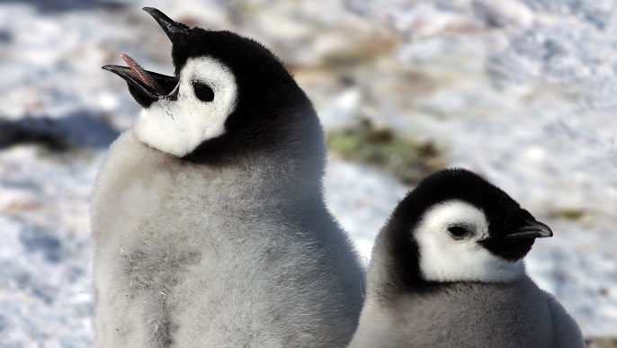 コウテイペンギンのヒナ／南極観光＆南極旅行