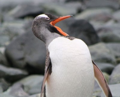 ゼンツーペンギン