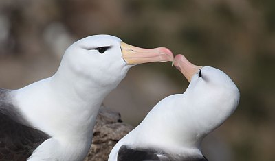 マユグロアホウドリ