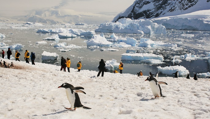 ゼンツーペンギン／南極観光＆南極ツアー