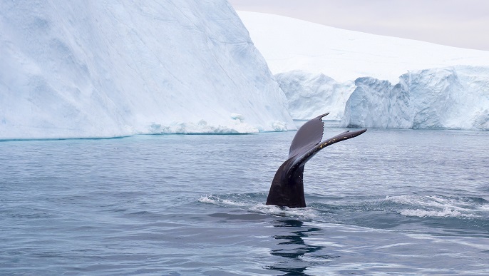クジラ／南極観光