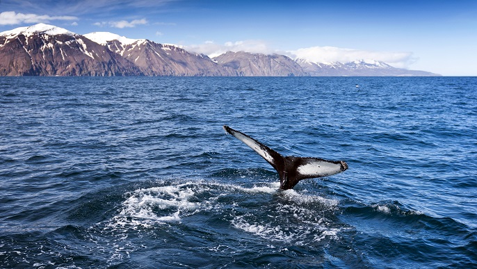 クジラ／北極クルーズ