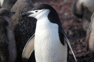 ヒゲペンギン