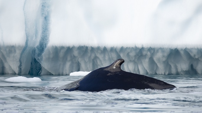 クジラ／北極クルーズ