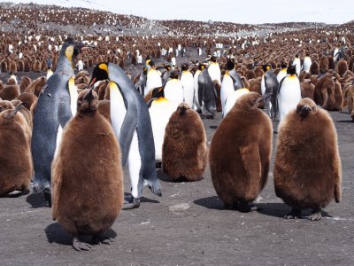 キングペンギン