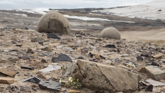 チャンパ島/北極旅行