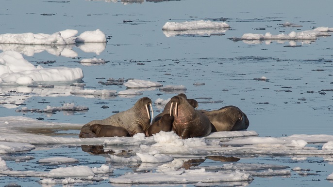 セイウチ/北極観光