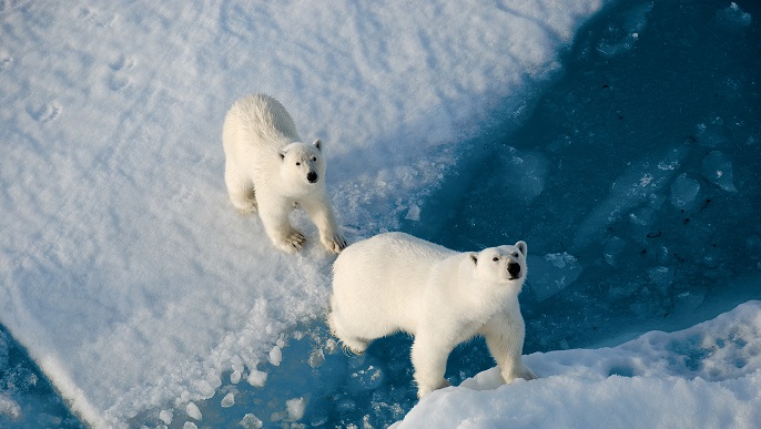 ホッキョクグマ/北極観光