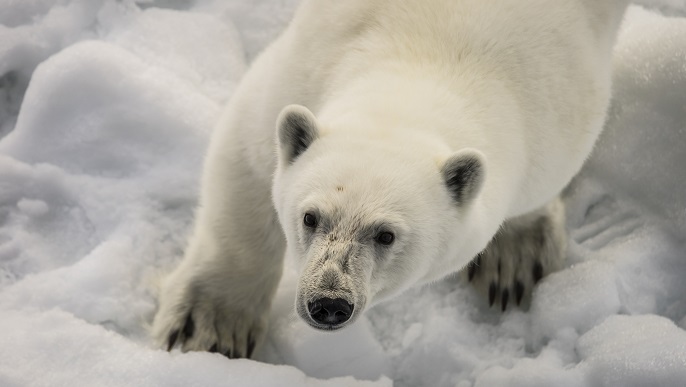 ホッキョクグマ/北極観光