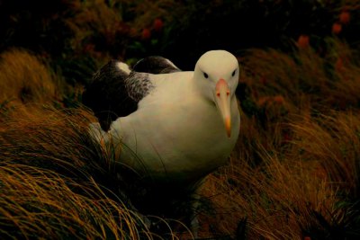 ワタリアホウドリ