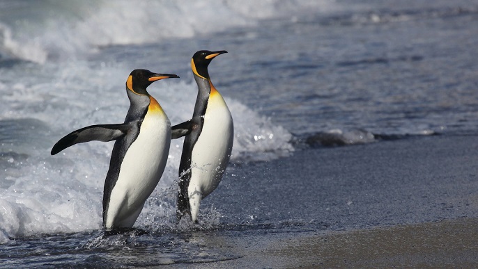 キングペンギン／南極クルーズ