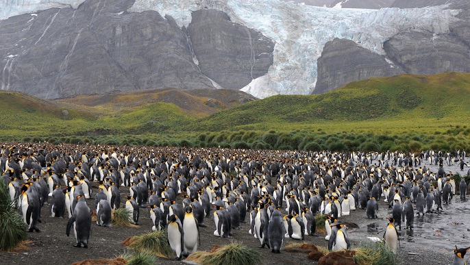 キングペンギン／南極観光