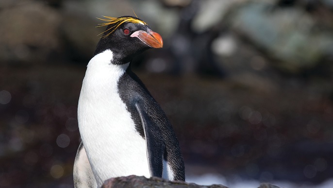 マカロニペンギン／南極観光
