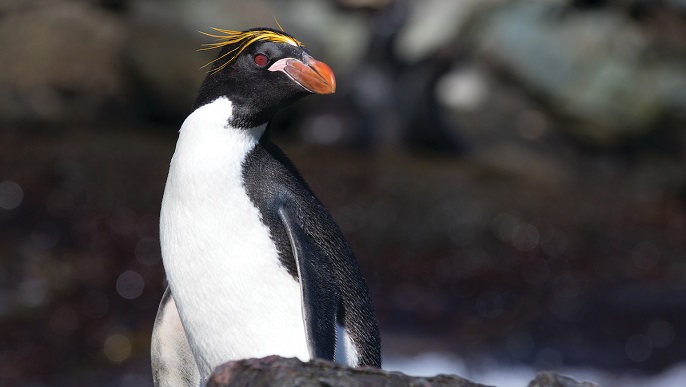 マカロニペンギン／南極旅行