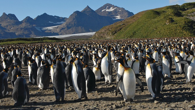 キングペンギン／南極旅行