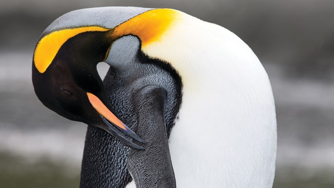 キングペンギン／南極クルーズ