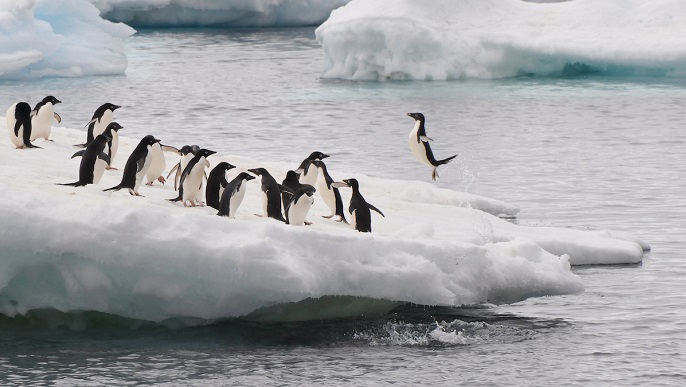 アデリーペンギン／南極旅行
