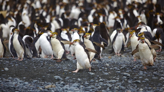 ロイヤルペンギン／南極観光