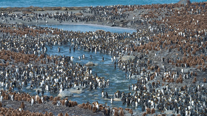 キングペンギン(セントアンドリュース湾)