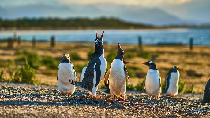 ゼンツーペンギン