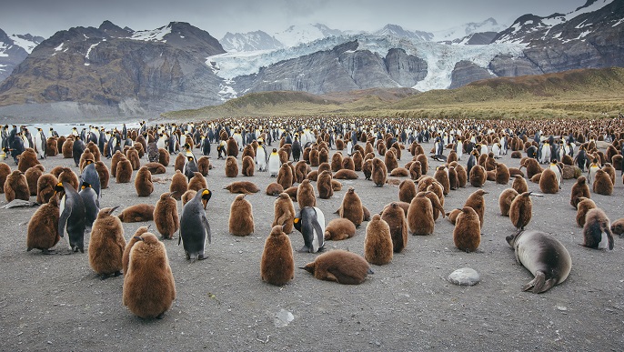 キングペンギンの営巣地／南極ツアー