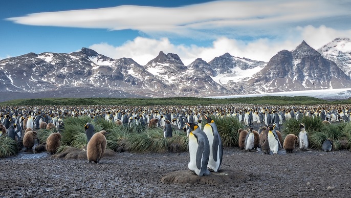 キングペンギンの営巣地／南極クルーズ